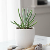Plants & Seeds
