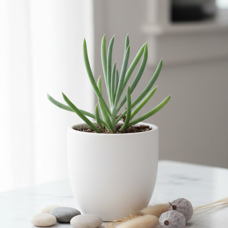 Plants & Seeds