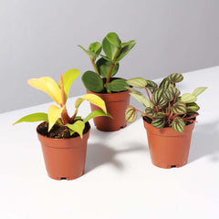 Grower's Choice Mystery Plant 4" Nursery Pot