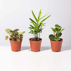 Grower's Choice Mystery Plant 4" Nursery Pot