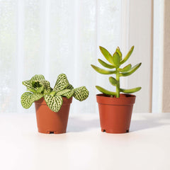 Grower's Choice Mystery Plant 4" Nursery Pot