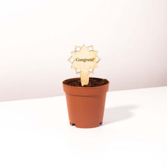 Plant Message Stakes - Add On Item