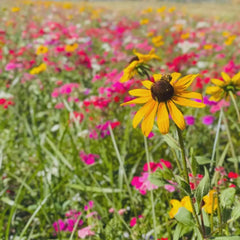 Alabama Butterfly Weed Grow Kit
