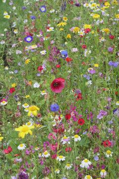 Let Love Grow Wedding Favors 25 Pack, Pre Filled Wildflower Seed Packets