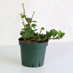 Peperomia Hope 'Trailing Jade' Plant