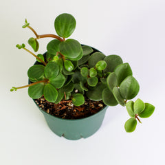Peperomia Hope 'Trailing Jade' Plant