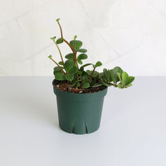 Peperomia Hope 'Trailing Jade' Plant