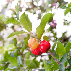 Barbados Cherry Tree