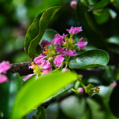 Barbados Cherry Tree