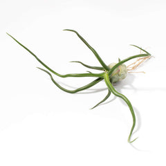 Tillandsia Bulbosa Air Plant