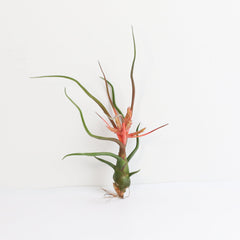 Tillandsia Bulbosa Air Plant