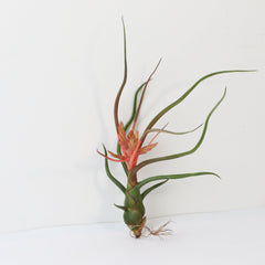 Tillandsia Bulbosa Air Plant