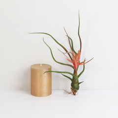 Tillandsia Bulbosa Air Plant