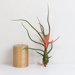 Tillandsia Bulbosa Air Plant