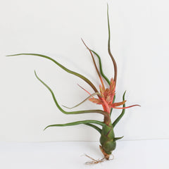 Tillandsia Bulbosa Air Plant
