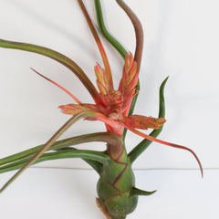 Tillandsia Bulbosa Air Plant