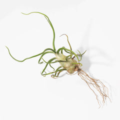 Tillandsia Bulbosa Air Plant