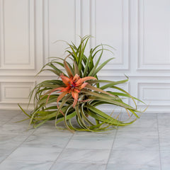 Tillandsia Capitata Peach Air Plant