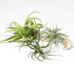 Tillandsia Grower's Choice Airplant 3 Pack Bundle