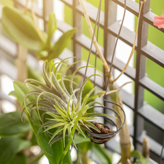 Tillandsia Grower's Choice Airplant 3 Pack Bundle