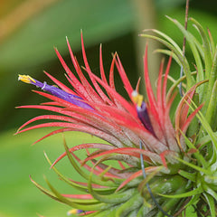 Tillandsia Fuego Ball Air Plant