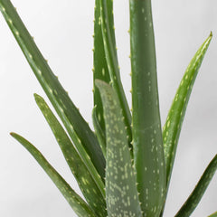 Aloe Vera Plant