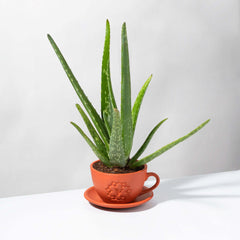 Aloe Vera Plant