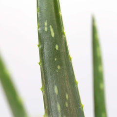 Aloe Vera Plant