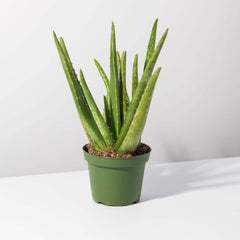 Aloe Vera Plant