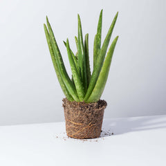 Aloe Vera Plant