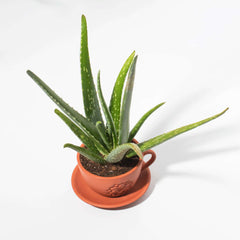 Aloe Vera Plant