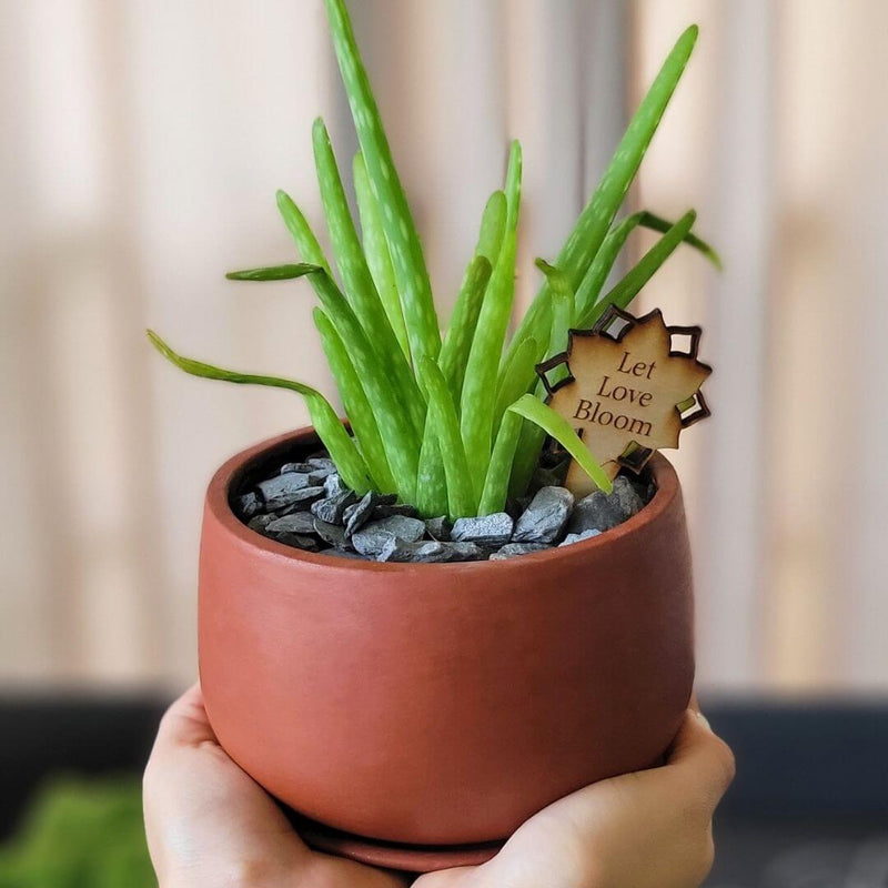 Aloe Vera Plant