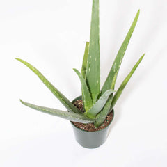 Aloe Vera Plant