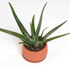 Aloe Vera Plant