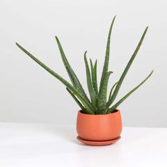 Aloe Vera Plant