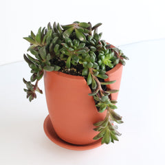Aurora Rainbow Sand Rose Succulent
