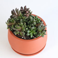Aurora Rainbow Sand Rose Succulent