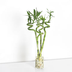 Lucky Bamboo Twists Water Plant MEDIUM