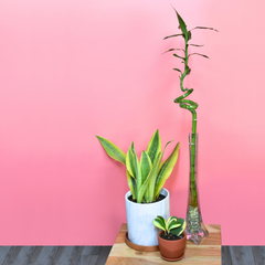 Lucky Bamboo Twists Water Plant MEDIUM