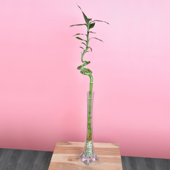 Lucky Bamboo Twists Water Plant MEDIUM