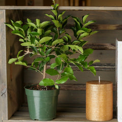 Barbados Cherry Tree