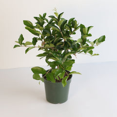 Barbados Cherry Tree