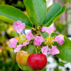 Barbados Cherry Tree