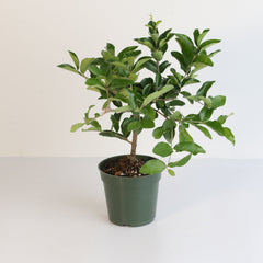 Barbados Cherry Tree
