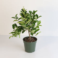 Barbados Cherry Tree