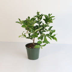 Barbados Cherry Tree