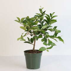Barbados Cherry Tree