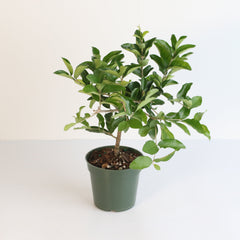 Barbados Cherry Tree