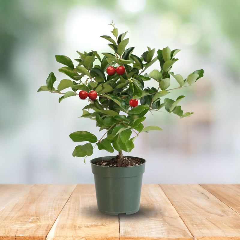 Barbados Cherry Tree