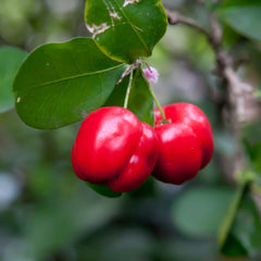 Barbados Cherry Tree